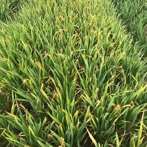Fig. 1. Yellowing and tip burning of wheat from frost injury. (Photo courtesy of PCA.)
