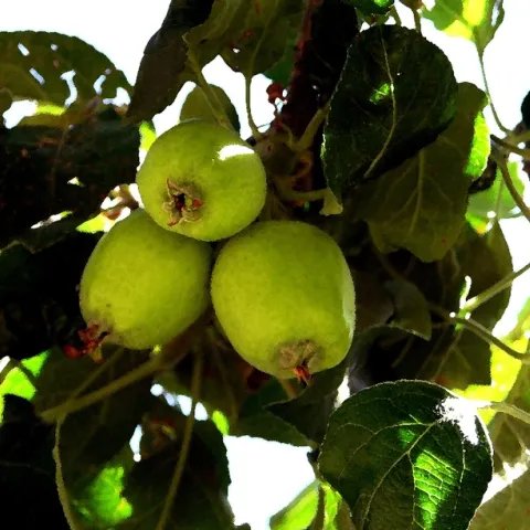 Apple Trees at Lake Arrowhead's Orchard Bay.