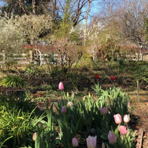 Scenes from the Cutting Garden, Wendy Brown