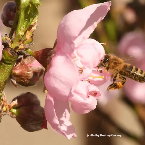 A honey bee pollinating a nectarine blossom in Vacaville, Calif. (Photo by Kathy Keatley Garvey)