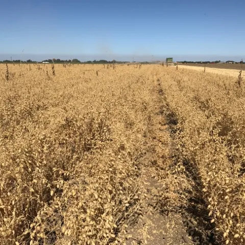 Harvesting garbanzo beans, Yolo County, 2017.