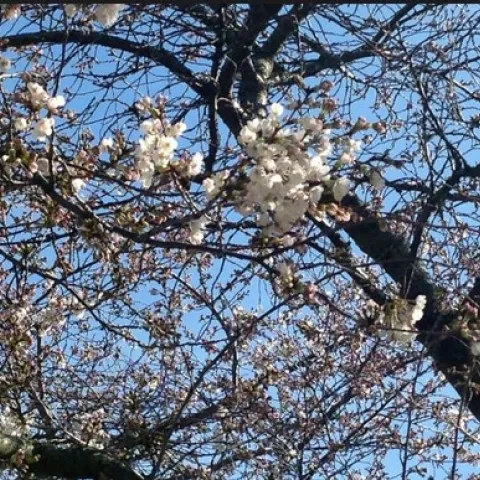 photo from washington.edu