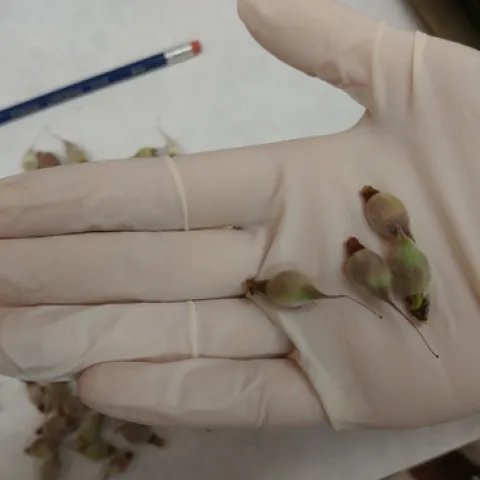 Immature Peaches Scale