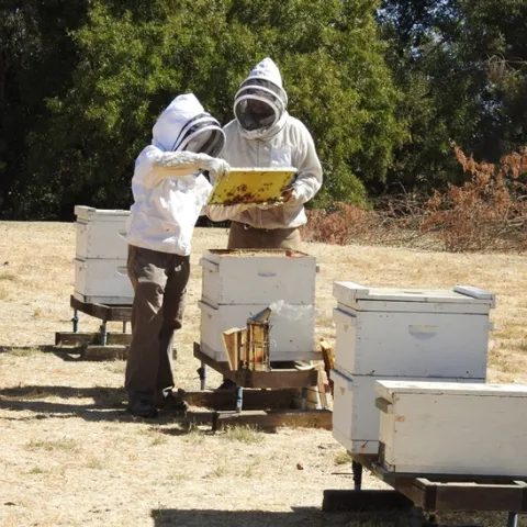 This was the scene at the Harry H. Laidlaw Research Facility, UC Davis, for a testing of applicants for the California Master Beekeeper Program. (Photo by Kathy Keatley Garvey)