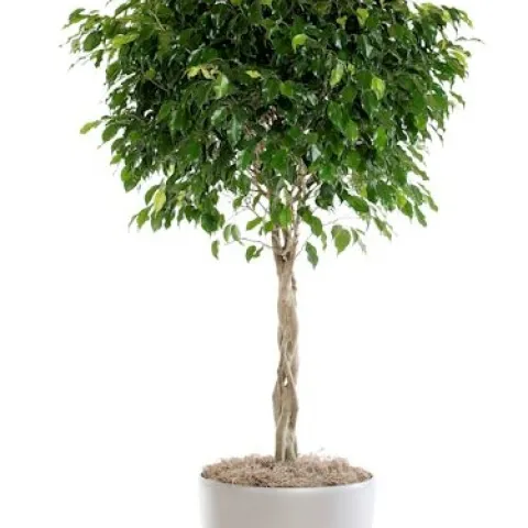 Ficus benjamina