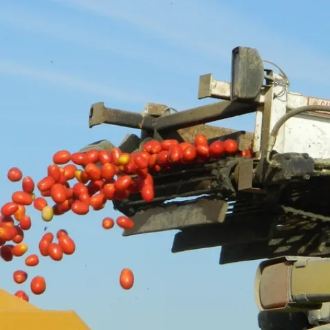 Processing tomato harvest. A new report estimates costs and returns for of processing tomatoes in Fresno County and provides an overview of common production practices related to irrigation, fertility and pest management.