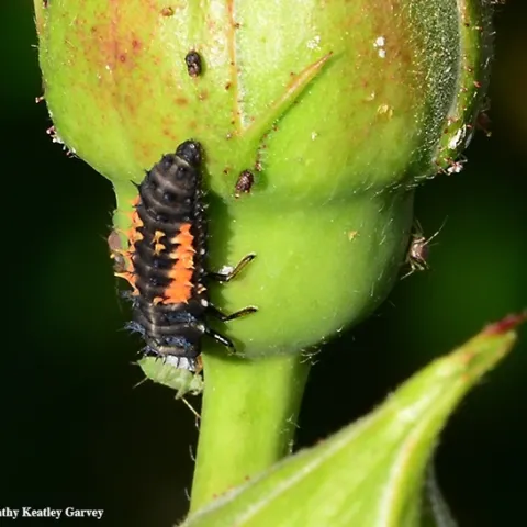 Larva of lady beetle munching on an aphid. (Photo by Kathy Keeatley Garvey)