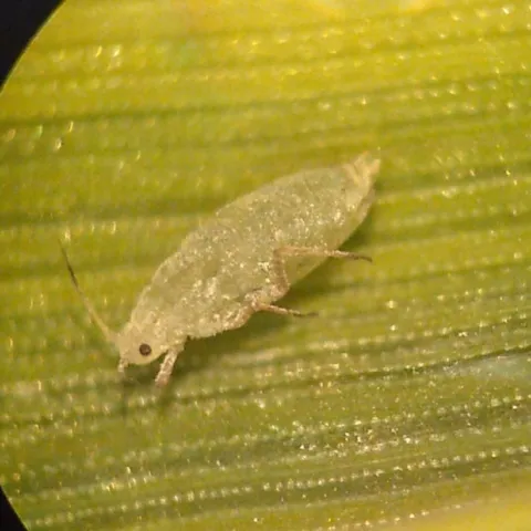 aphid1