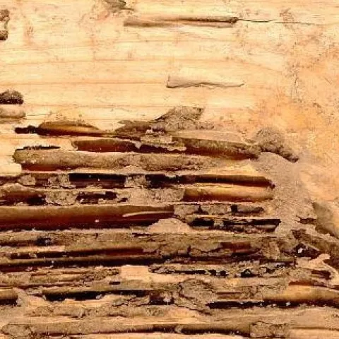 Subterranean termite tunnels