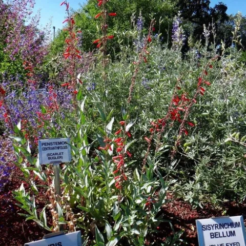 Scarlet bugler and foothill penstemons by B. McGhie