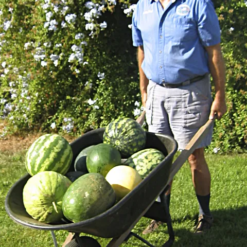 Watermelons in wheelbarrow