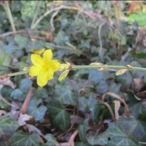 photo from http://jarvishouse.blogspot.com/