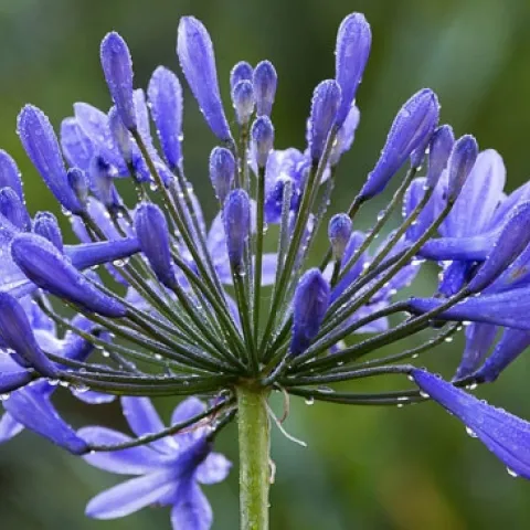 agapanthus