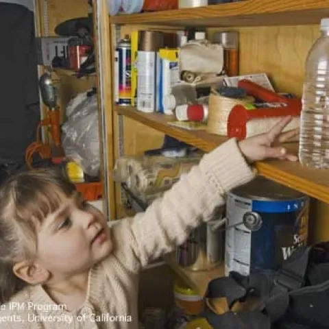 A child reaching for a pesticide stored in a common drinking container. (Credit: ML Poe)