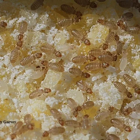 This image, taken with a Canon MPE-65mm lens, shows booklice, nearly microcopic insects, in cornmeal. The insects are about 1 millimeter long, or about the size of a speck of dust. (Photo by Kathy Keatley Garvey)