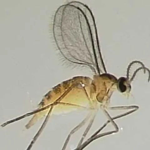 blueberry gall midge