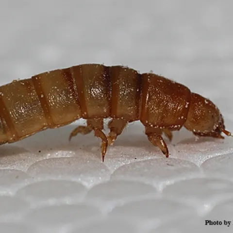 Close-up of a mealworm on Styrofoam. This image was taken with a Canon MPE-65 mm lens. (Photo by Kathy Keatley Garvey)
