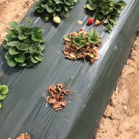 Photo 1: Fusarium affected strawberry plants, picture taken April 5, 2018.