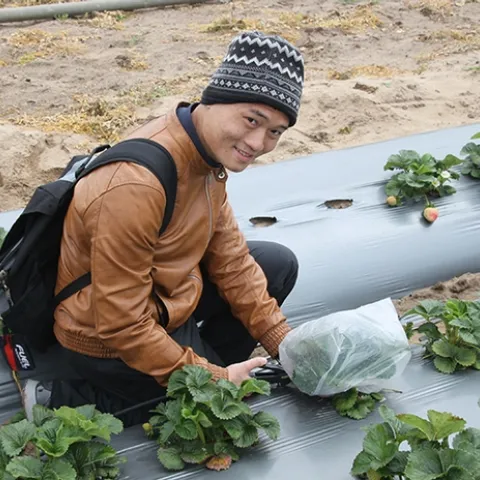 Hoang Danh “Derrick” Nguyen, who is studying for his master's degree in entomology with major professor Christian Nansen, is shown here sampling insects from strawberry plants. (Photo by Christian Nansen)