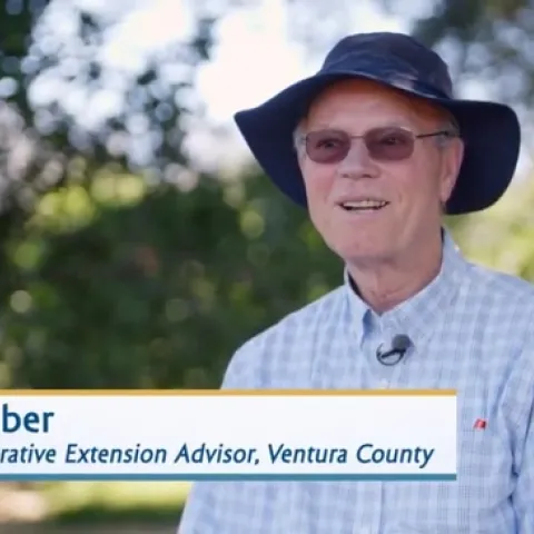 UCCE advisor Ben Faber is featured in the CIWR video on drought strategies in California mandarin production.