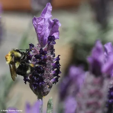 A black-tailed bumble bee, Bombus melanopygus with a thick load of resin on her thorax. She had just visited a nototribic flower. (Photo by Kathy Keatley Garvey)