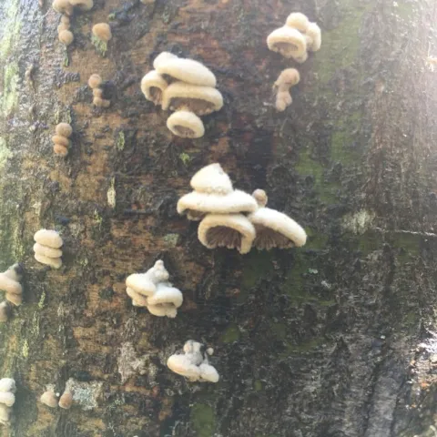 Japanese Maple (Acer spp) w/ "mushroom fungus"