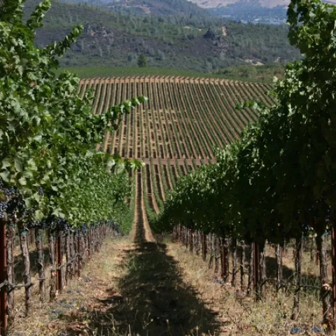 California winemakers are concerned about new Chinese tariffs on wine imports, even though per capita consumption of wine in the country remains low. 'It's all about the future,' say UC ANR experts. (Photo: UCCE Mendocino County)
