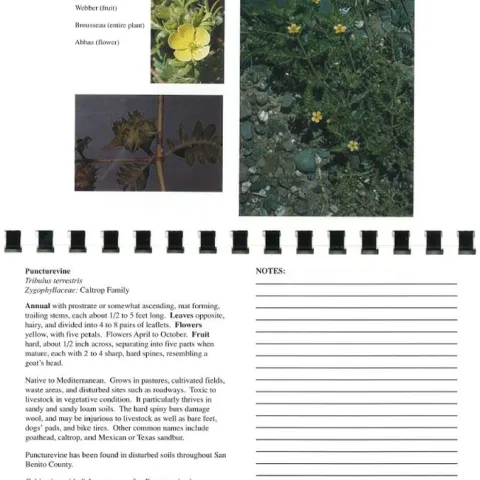 Puncturevine Page from Selected Invasive Weeds of San Benito County: A Field Identification Guide