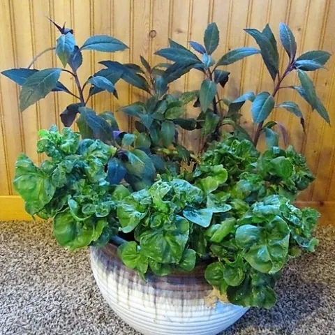 Brazilian Spinach front with Okinawa Spinach behind.