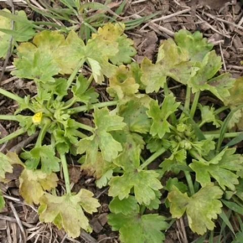 Buttercup infected with tomato spotted wilt virus (TSWV)