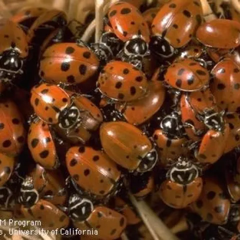 Lady beetles. (Credit: Jack Kelly Clark)