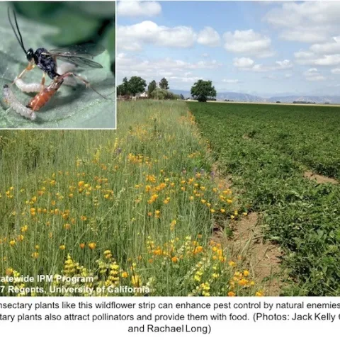 insectary plants webpage 1