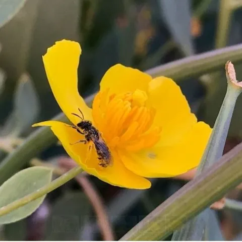 Native bee (probably a member of the Megachilidae family) on bush poppy (Dendromecon rigida).
