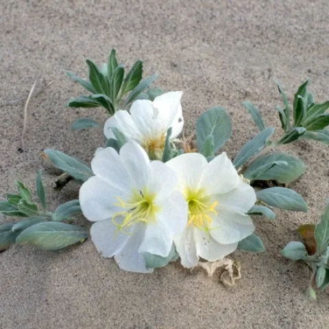 ©Mark W. Skinner. United States, CA, Inyo Co., Death Valley National Park, Eureka Dunes. April 11, 1995.