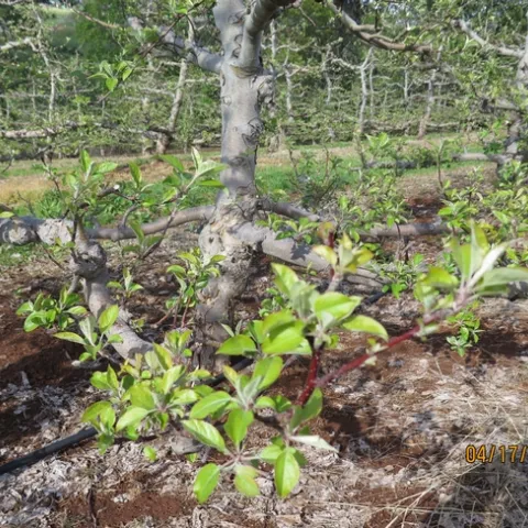 An apple tree without much bloom