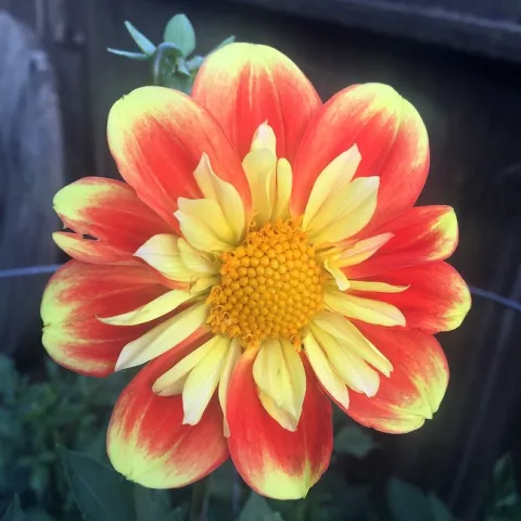 'Pooh' dahlia. photo by Jennifer Baumbach