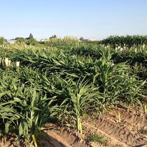 Sorghum growing in research plots at the UC Kearney Agricultural Research and Extension Center. (Photo: Peggy Lemaux)