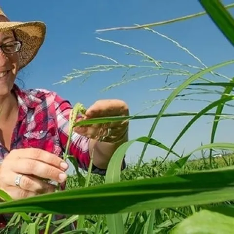 UCCE advisor Whitney Brim-DeForest in a rice field.