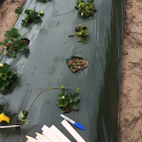 April 25, 2018. Ostensibly Fusarium resistant strawberry variety San Andreas collapsing to the disease in a heavily infested field. Photo: Mark Bolda, UCCE.