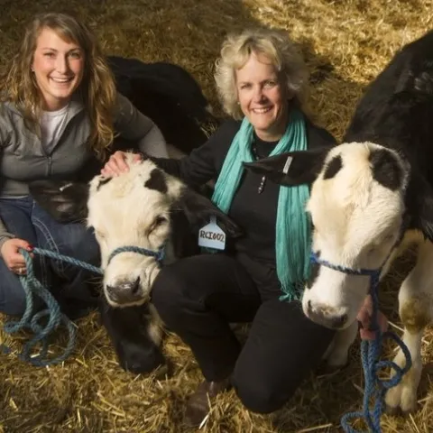 Graduate student Lindsay Upperman (left) and UCCE specialist Alison Van Eenennaam with gene-edited hornless dairy calves. (Photo: Karin Higgins)