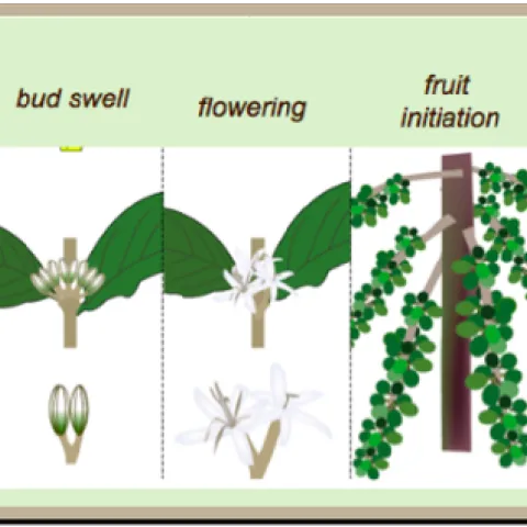 coffee flower and fruit stages