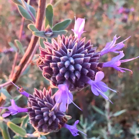 Pozo Blue Sage[15054]