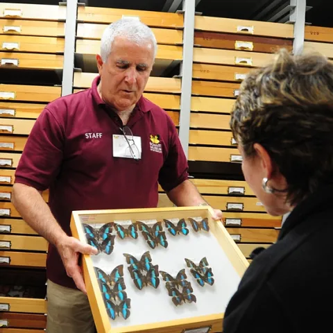 Entomologist Jeff Smith, curator of the butterfly and moth specimens at the Bohart Museum of Entomology, enjoys showing insects. (Photo by Kathy Keatley Garvey)