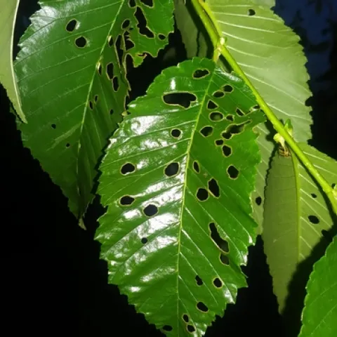 Elm Leaf Beetle "Holes"