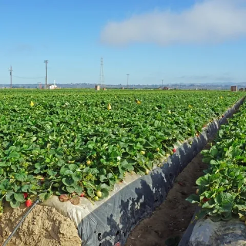 Part of the strawberry field at Manzanita Berry Farms near Santa Maria where UCCE advisor Surandra Dara conducts trials on biologicals and other potential remedies for soil borne diseases, weeds and insects.