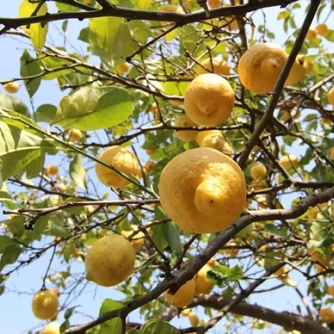 Lemons on a tree. (Credit: Pixabay.com)