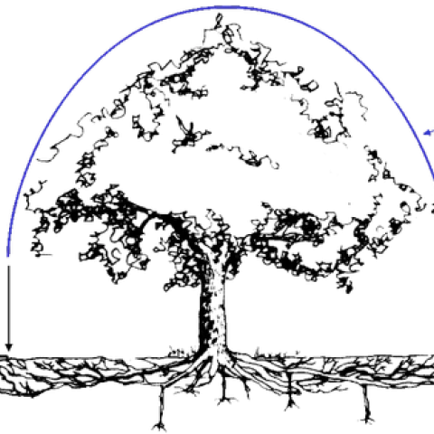 Illustration of tree dripline