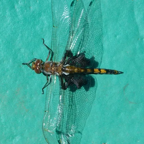 Dorsal view of a black saddlebags (Tramea lacerata) dragonfly warming her flight muscles. (Photo by Kathy Keatley Garvey)