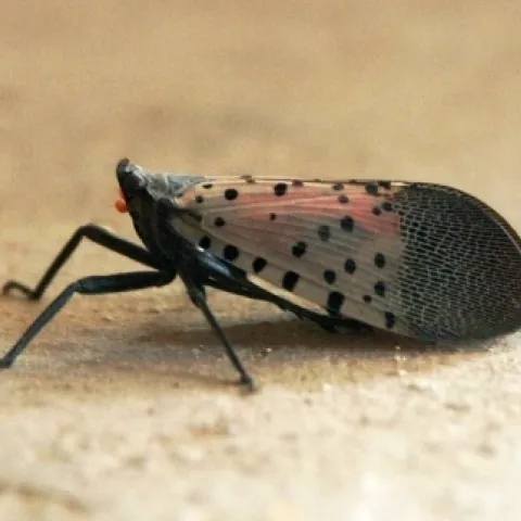 Spotted lanternfly. (Photo: Wikimedia Commons)