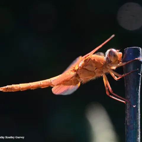 A male flameskimmer dragonfly, Libellula saturata, perches on a bamboo stake. (Photo by Kathy Keatley Garvey)